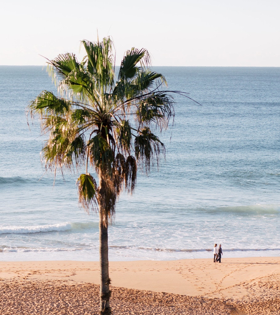 A palm tree overlooking Whale Beach.